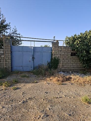 bakida: 3 sot, Tikinti, Kupça (Çıxarış) — 1