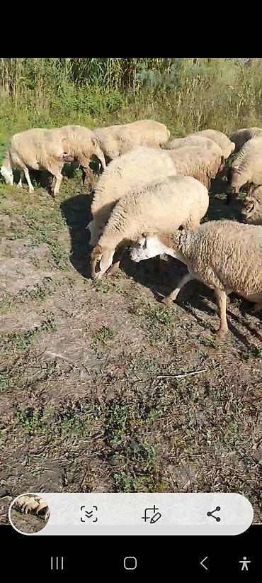 lal ordəklərin satisi: 20 baş Qarabağ sort qoyunları.birinci qarına.hamısı boğazdır.1 aya — 8