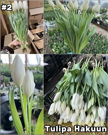 Организация мероприятий: Организация мероприятий | Букеты, флористика — 3