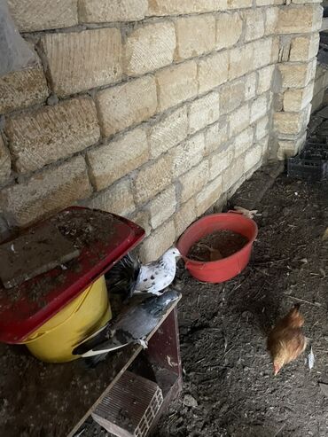 Göyərçinlər: Ev göyərçinləri dekorativ və uçuş üçün. - Rənglər: ağ, qara‑ağ — 11