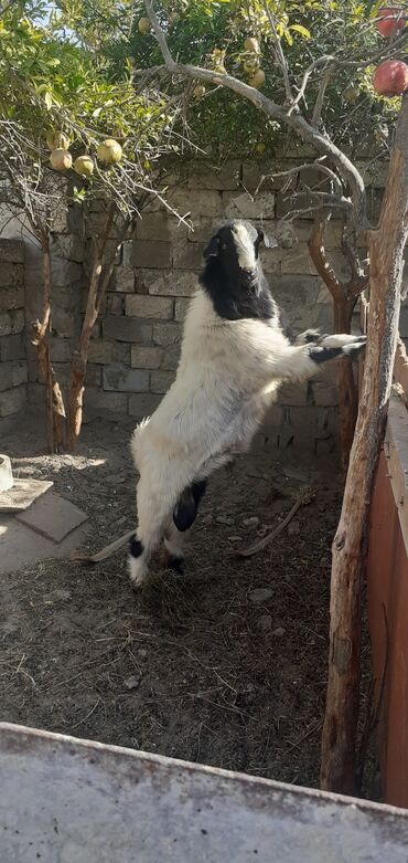 hələp keçiləri: Erkək, Hələb, il: 1, Damazlıq, Ətlik, Ünvandan götürmə