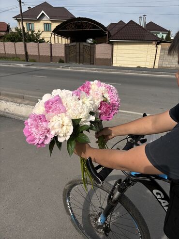 Другие товары для дома и сада: Продаю оптом пионы, цветы срезаются вручную в день отправки. В