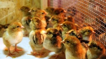 лекарства для животных: Продаю | Цыплята | Кучинская