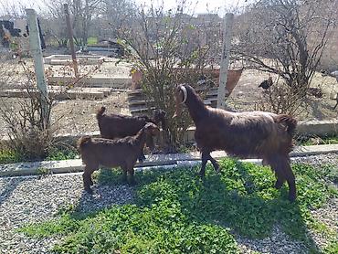 Digər kənd təsərrüfatı heyvanları: Hələb keçiləri satılır.2ana 5bala — 13