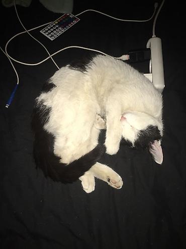 Отдам даром кошку: 1 год, Девочка — 9