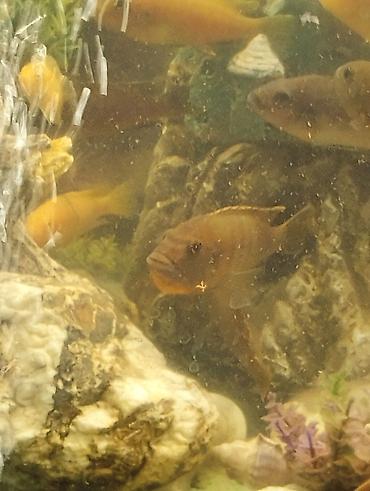 Akvariumlar: Yumru akvarium, Balıqlarla birlikdə, 1 l, Ödənişli çatdırılma — 1