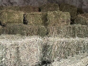 зоотовары оптом дордой: Сатам чөп (люцерна) Таза люцерна, 250 тюк. Баасы — бир тюк 300 сом