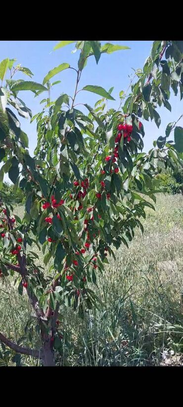 Torpaq sahələrinin satışı: 400 sot, Kənd təsərrüfatı, Mülkiyyətçi, Kupça (Çıxarış) — 10