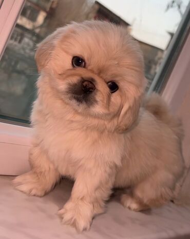 İtlər: Pekines, 2 ay, Erkek, Peyvəndli, Ünvandan götürmə