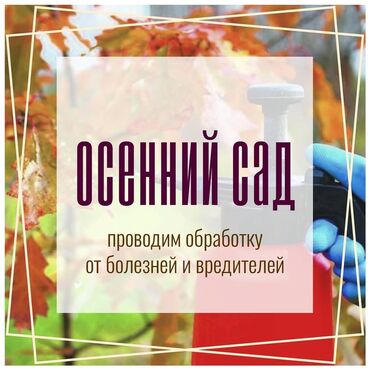 пироги на заказ: 🌿 Обработка плодовых и хвойных деревьев