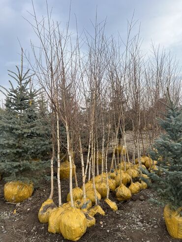 Декоративные деревья: Саженцы деревьев: Сосны — 6