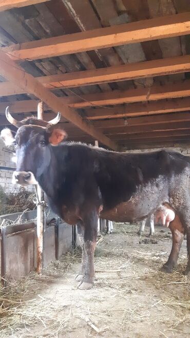 продаю быка на племя: Продаю | Корова (самка) | Алатауская | Для молока | После отела