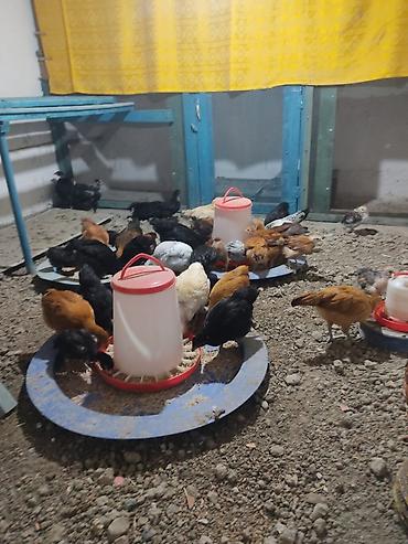 toyuqlar gəncə: Qarışıq cins ev toyuqları və cücələr - Şəkildə müxtəlif rəng və — 2