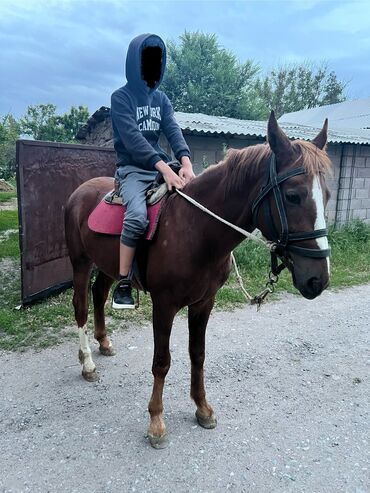Лошади, кони: Продаю | Конь (самец) | Рабочий, Конный спорт | Племенные