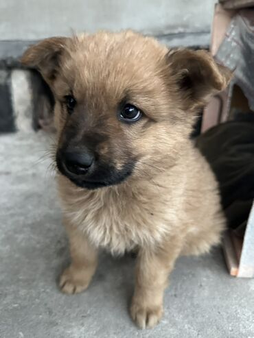 лабрадор сколько стоит: Щенок мальчик Отдам в добрые руки 🙋🏼‍♀️ (небольшой) — рыжий пушистый