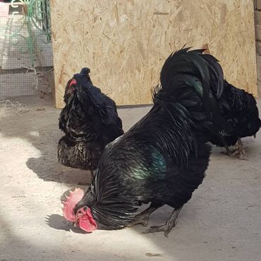 Птицы: Продаю подростков цыплят Австралопа линия Румыния