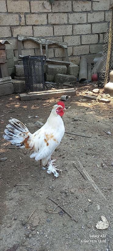 Toyuqlar: Toyuq, Damazlıq -da lalafo.az — 12 Toyuqlar: Toyuq, Damazlıq — 12