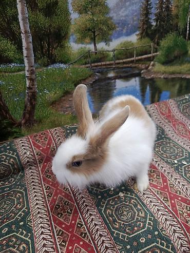 Dovşanlar: Dovşan Ag kariçni Yarı cırtdan çox gözəl Sort dovşandı. Şəkillərdə — 10