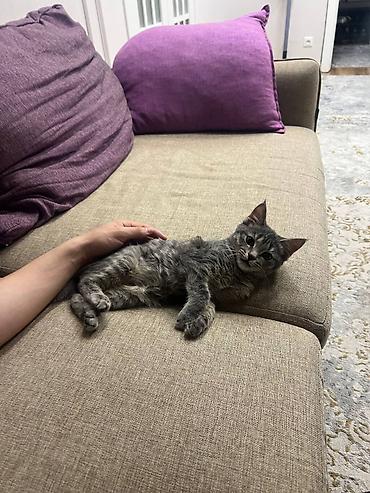 текен 250: Кошка даром: Беспородная, 3 месяца, Девочка, Приучена к лотку — 4