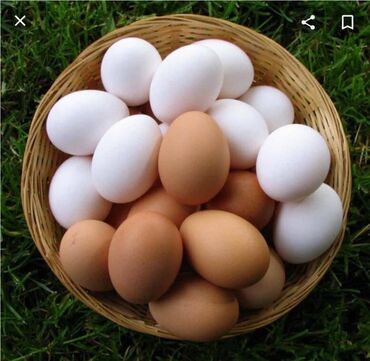 инкубационные яйца купить: Продаю | Инкубационные яйца | Хай-Лайн Соня Грей