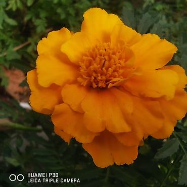 serena zvuk: Huawei P30, Б/у, 128 ГБ, цвет - Черный, 2 SIM — 3