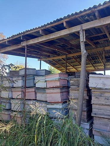 Arı yeşikləri: Arı pətəyi (taxta korpus) - Material: qalın taxta lövhələrdən — 11