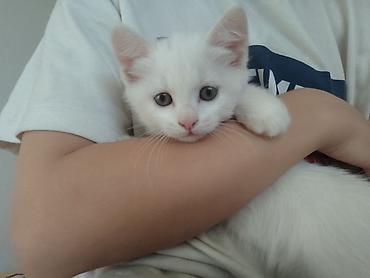 котёнок токмок: 4 месяца, Девочка, Белый, Приучена к лотку — 2