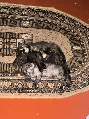 кошки британцы цена: Котята черепахового и дымчатого окраса - Помёт из нескольких котят с — 1
