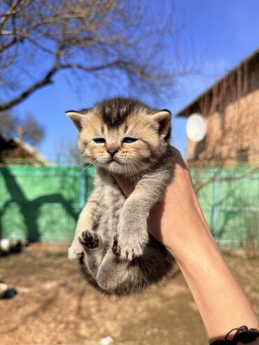 кур несушка: Британская короткошёрстная, 1 месяц, Девочка, Золотая шиншилла, Приучена к лотку, Проглистована, С документами