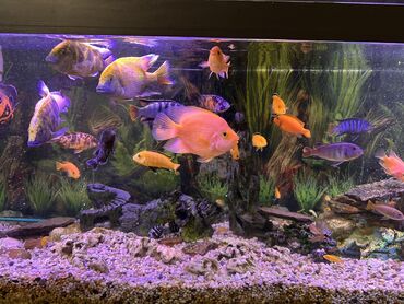 Рыбы: Продаю Аквариумные цихлиды крупных и средних размеров - Для — 12