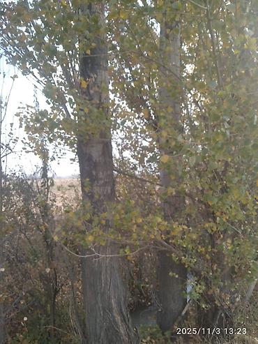 Тополь: Тополя для озеленения/живой изгороди - Порода: тополь (пирамидальный — 14