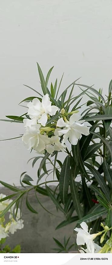 Другие садовые цветы и кустарники: ОЛЕАНДР 
ОЛЕАНДРЫ

Олеандр деревья 

саженцы 3х голичные

детки — 13