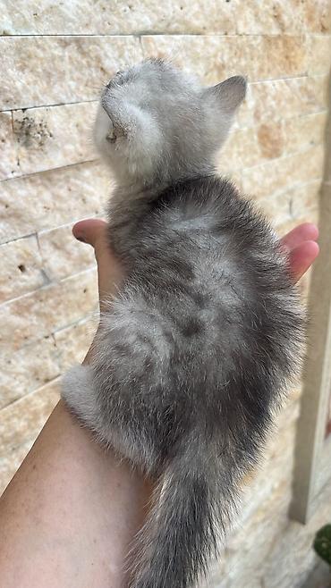 Pişiklər: Şinşilla — 7
