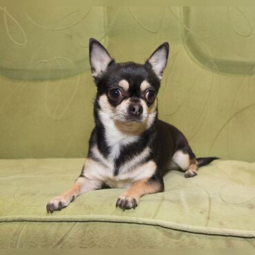 Услуги ветеринара: Гостиница для собак уезжаете в командировку или отпуск, и не знаете — 4