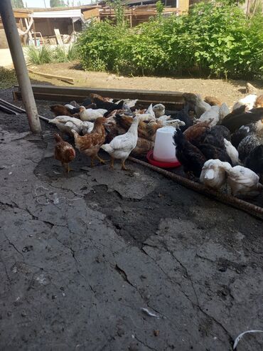 контейнер для животных: Продаю цыплят 2месяца