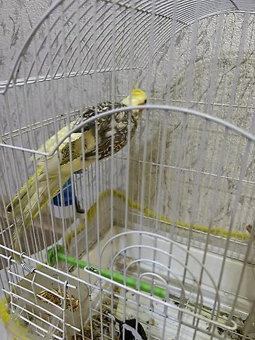 pekines ağ: Növ: Nimfa (Cockatiel) tutuquşusu Razilaşmayla Qefes quş bir yerde — 3