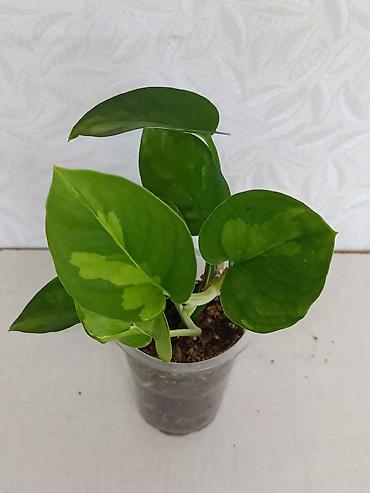 Эпипремнумы и сциндапсусы: Эпипремнумы разных сортов: Марбл Квин, Марбл Эпл, Голден, Глобал Грин at lalafo.kg — 2 Эпипремнумы и сциндапсусы: Эпипремнумы разных сортов: Марбл Квин, Марбл Эпл, Голден, Глобал Грин — 2