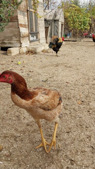 Toyuqlar: 7 aylıq fərədi — 4