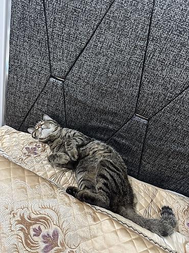 рыжая кошка: Кошка даром: Беспородная, 5 лет, Девочка, Кастрирована, Приучена к лотку, Проглистована — 7