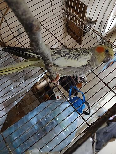 bala doşan: Nimfa (Cockatiel) tutuquşuları – bir cüt, qəfəs və yuvalıqla — 1