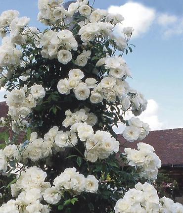 Роза: Садовые розы (кустарниковые/чайно-гибридные, множество сортов) - — 9