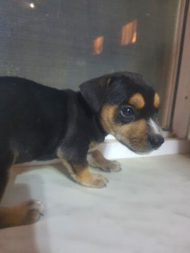 xacmaz heyvan bazari: Doberman, 1 ay, Dişi, Ünvandan götürmə, Ödənişli çatdırılma