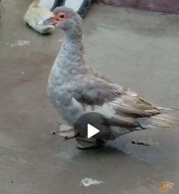 bulbul quşu: Bir erkek bir dişi lavanda satılır qiymət 100 manat — 2