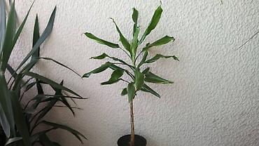 sobno cvece vrste: Dracena Golden Coast, 1 metar visina — 1