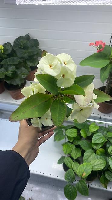 Молочаи: Эуфорбия Миля тайский (Euphorbia milii, «корона Христа») в горшке. - — 9