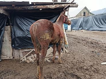 Лошади, кони: Продаю | Жеребенок | Рабочий, Конный спорт — 10