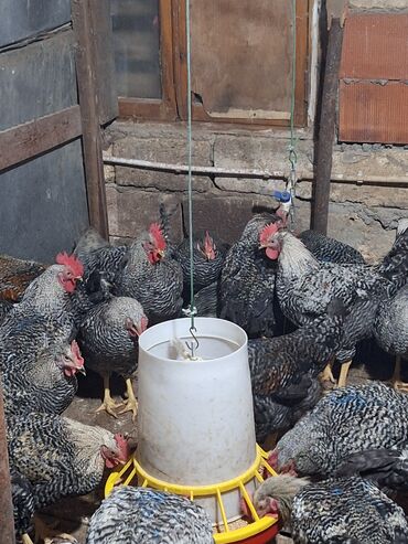 Xoruzlar: Xoruz, il: <1, Ünvandan götürmə — 12