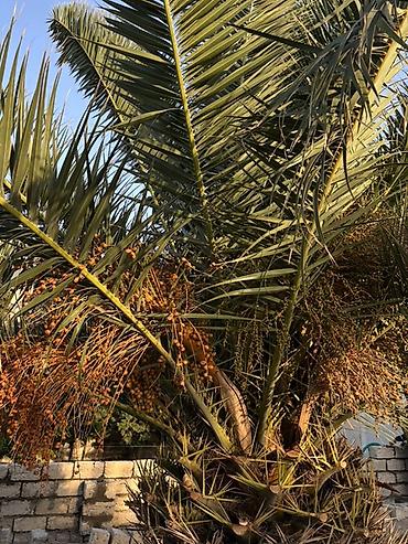 həyət gulleri: Xurma (xurma xurması) palm ağacı. Phoenix dactylifera (xurma palmı) — 3
