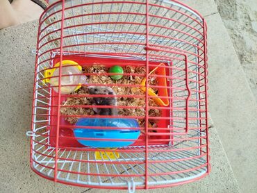 Digər heyvanlar: 1 aydı alınıb hər şeyi var.su qabı, yemək qabı, qəfəsi — 3