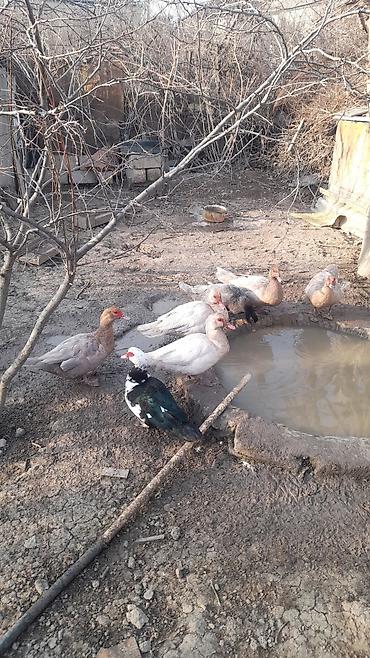 heyvanlar quslar: 4 Erkey 5 Dişi lal ördəklər satılır damazdıq heyvanlardı Erkeylər 40 — 4